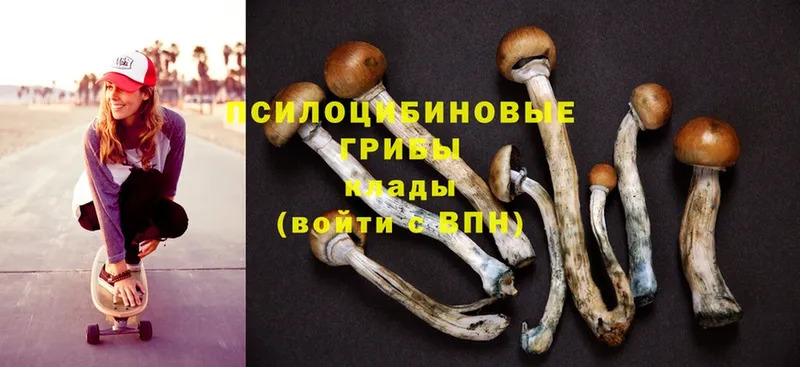 blacksprut ссылки  купить   Губкин  Галлюциногенные грибы Psilocybe 